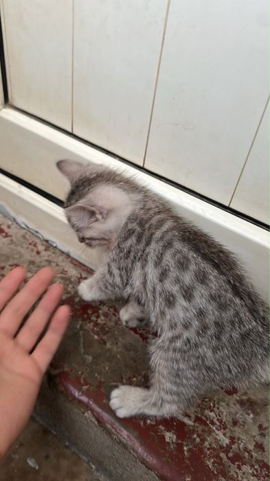 Котята заботливым хозяевам