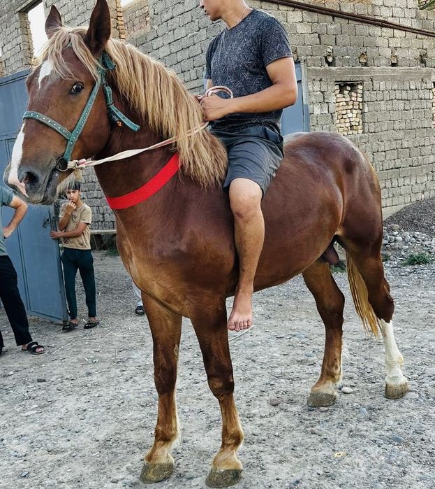 Продается жеребчик 2 года