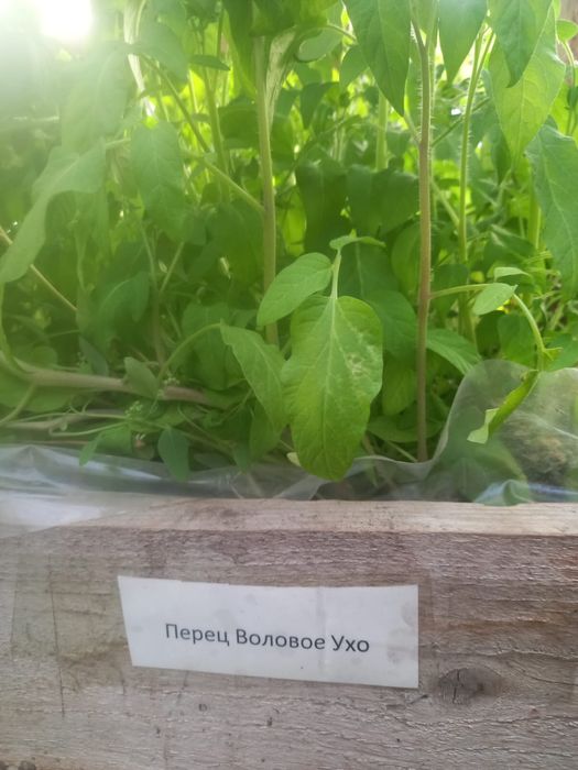 Рассада томатов, помидоры