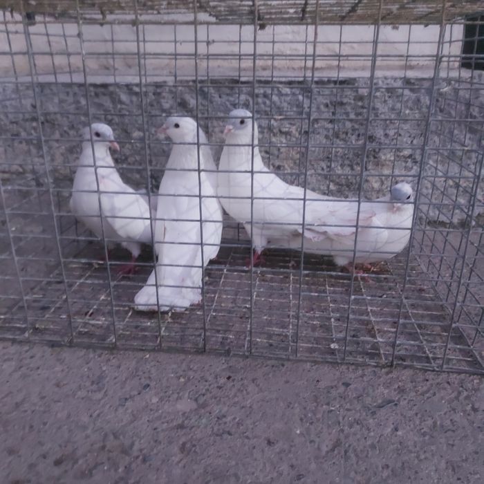 Туркмени лет с игрой гарантия