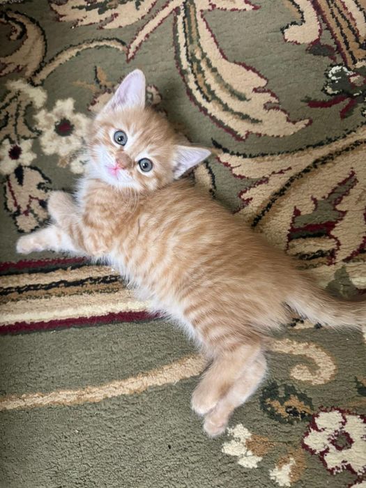 А!Прелестные котик!