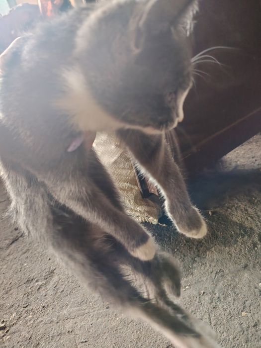5 милых котят, продам