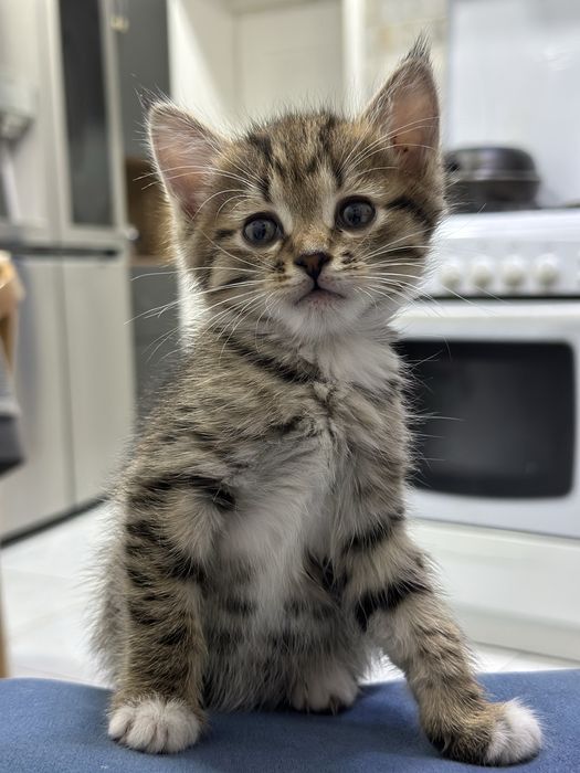 Красивые котята бесплатно