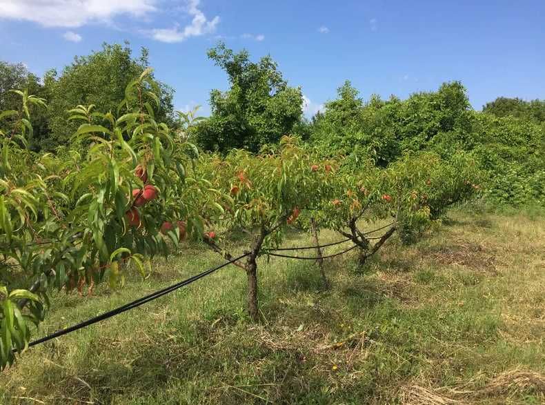Земеделска земя с водоем и капково напояване