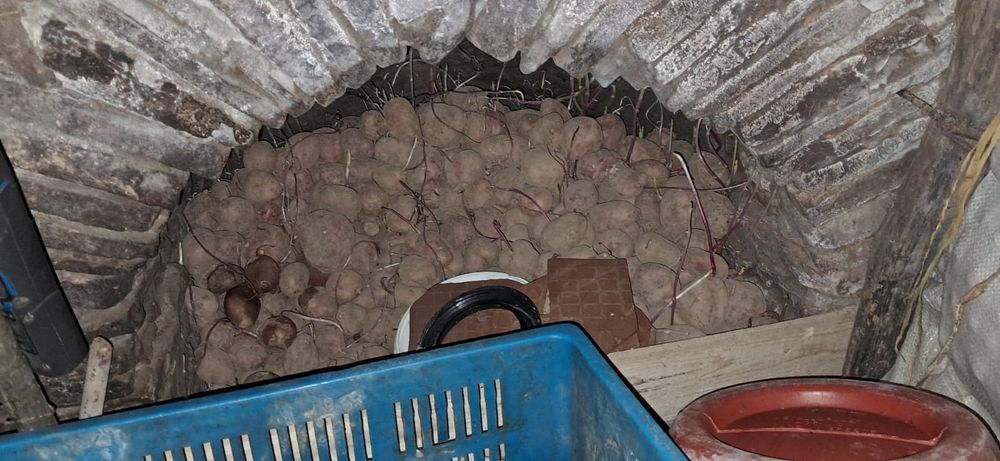 Vand cartofi bio de consum si samanta