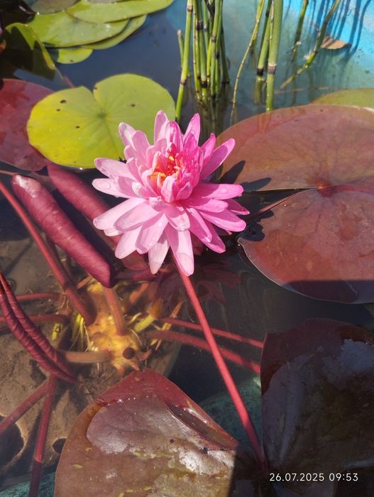 Нимфея Jakkaphong