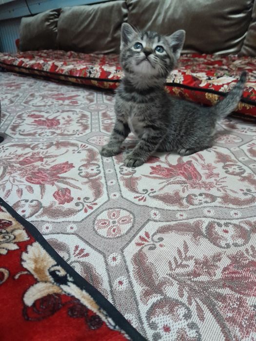 Отдам бесплатно в хорошие руки