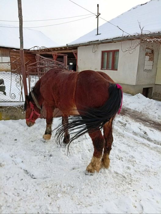 Vând mânz de 3 ani