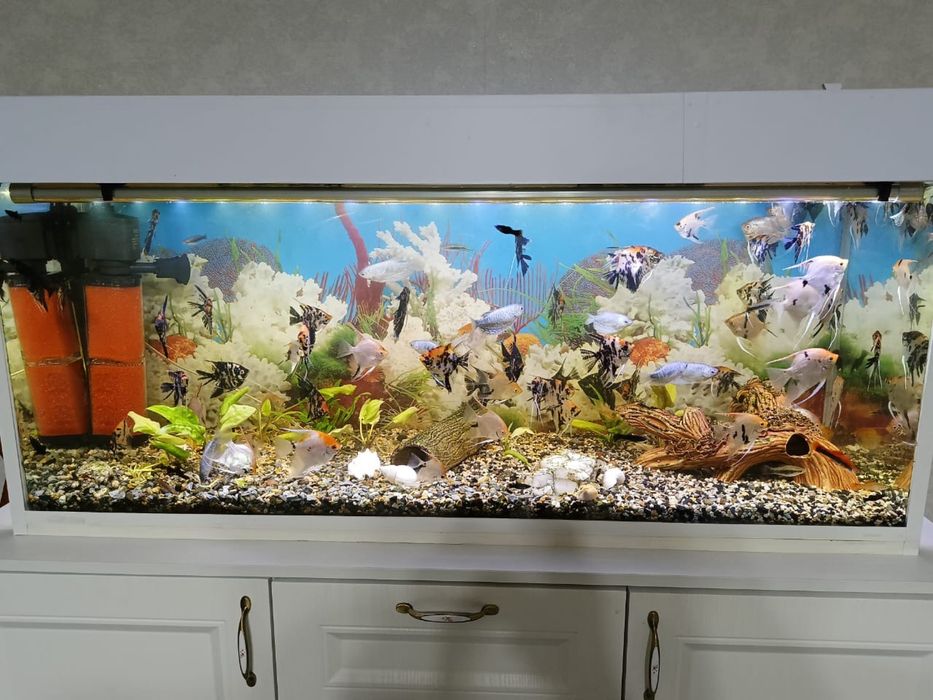 Аквариум 200л.