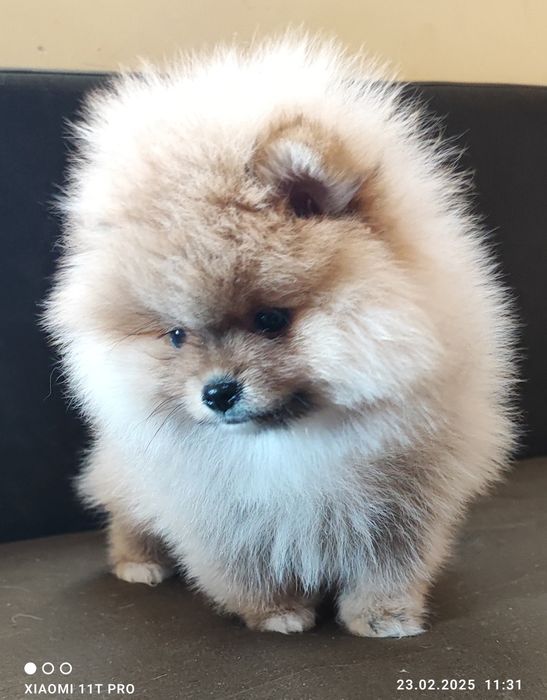 Померан, померанче