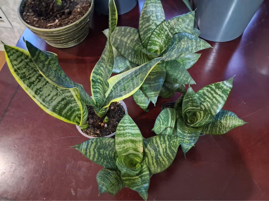 Комнатные растения