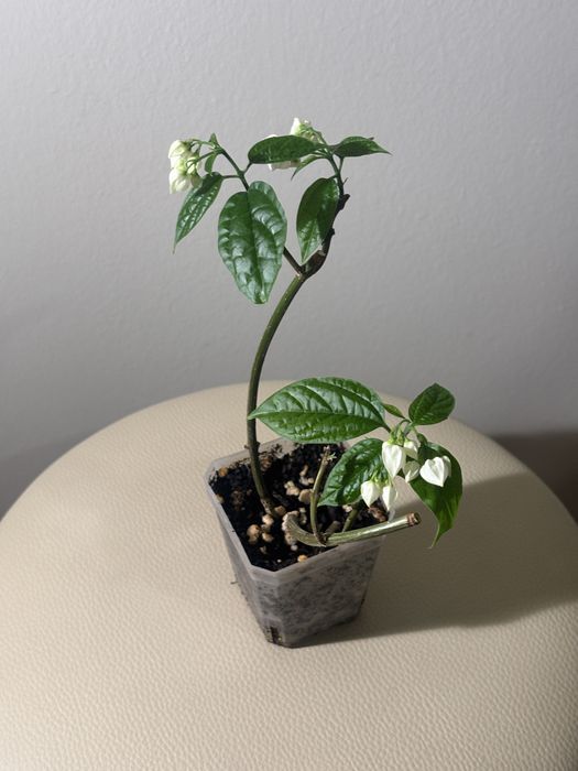 Продам комнатные растения