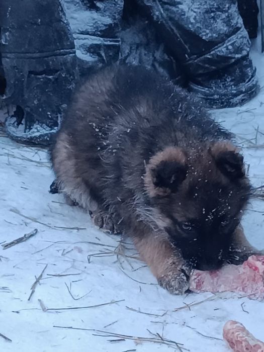 Продам щенков немецкой овчарки