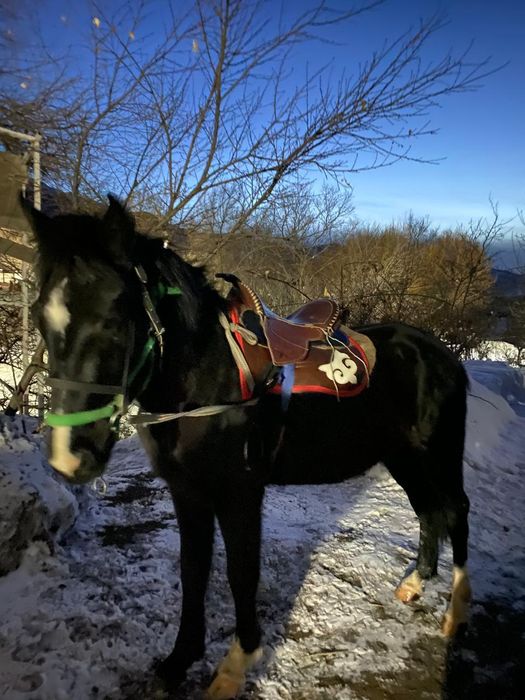 Лошадь Айгыр 3 года будет