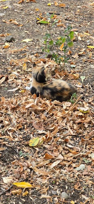 Котка на 3 месеца