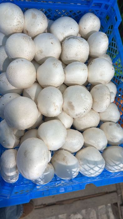 Фрукты овощи оптовые цены