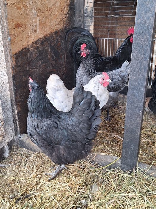 Australorp ouă pentru incubat