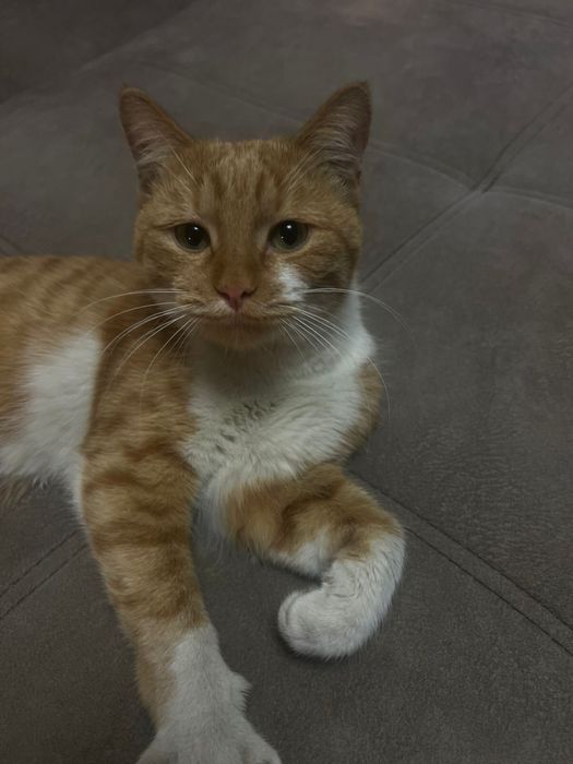 Кот Рыжик в добрые руки