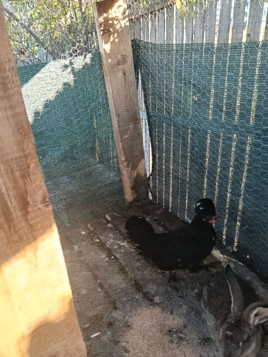 Moțată olandeză și cocos !