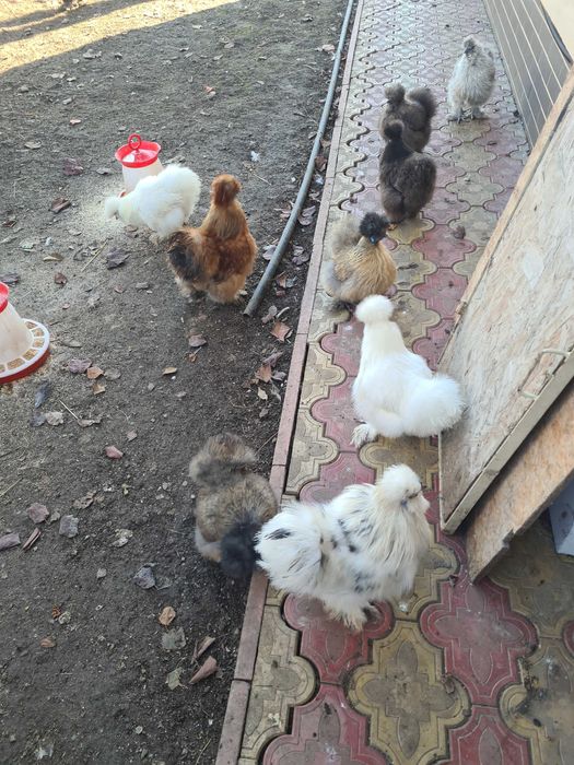 Perechi matase japoneza