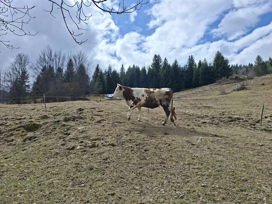 Vaci de vanzare baltata romaneasca