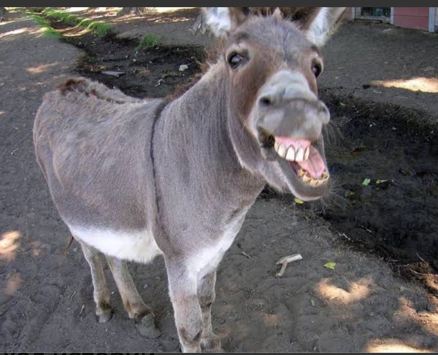 Продам ослов, ишаки