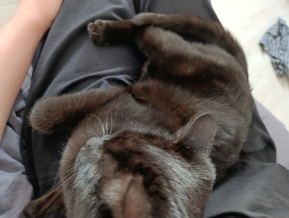 Котенок ищет дом