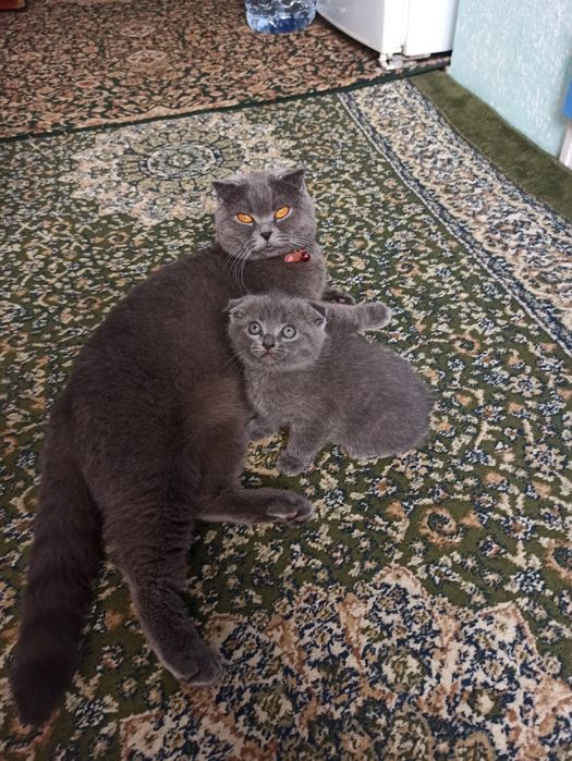 МУШУКЧАЛАР сотилади. Котята.