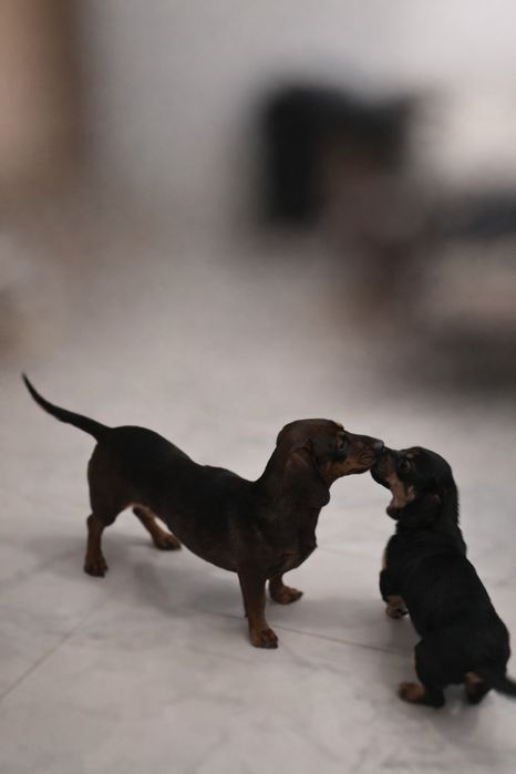 Mamă și pui caută un cămin împreună