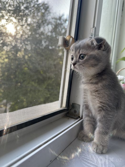 Продаются чистопородные котята Скоттиш-фолд и Скоттиш-страйт.
