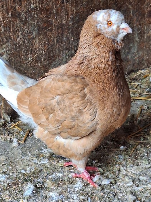 La schimb mascul  king