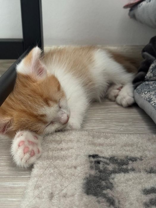 Котёни мальчик,Мысық бала