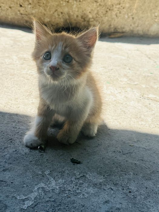 Отдам котят в добрые ручки