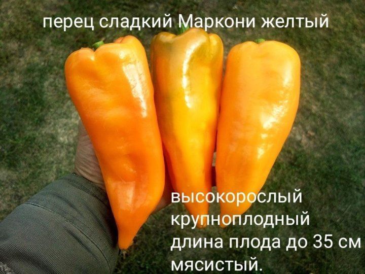 Семена сладкого перца