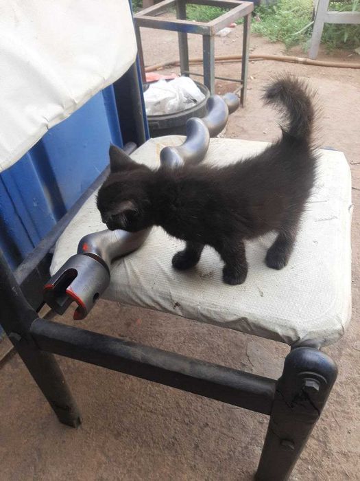 Красивые игристые котята от турецкой ангоры отдадим в хорошие руки