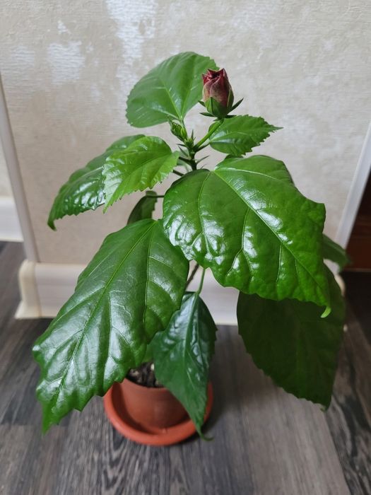 Продам китайскую розу гибискус