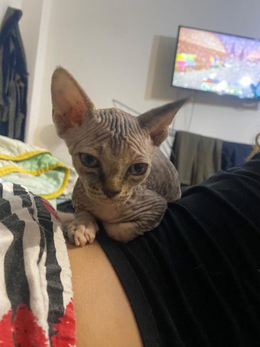 Котята свинкс  50000тг