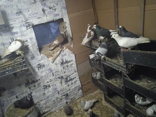 Срочно продам галубей