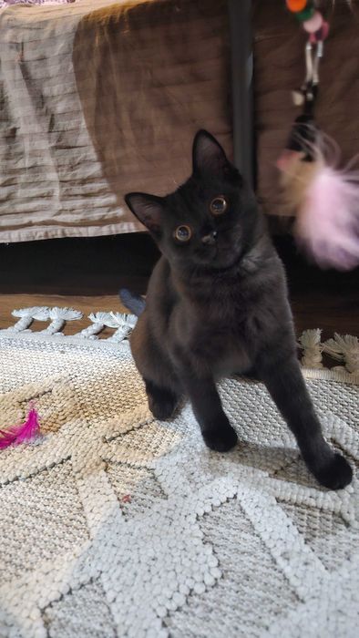 Котенок девочка в добрые руки