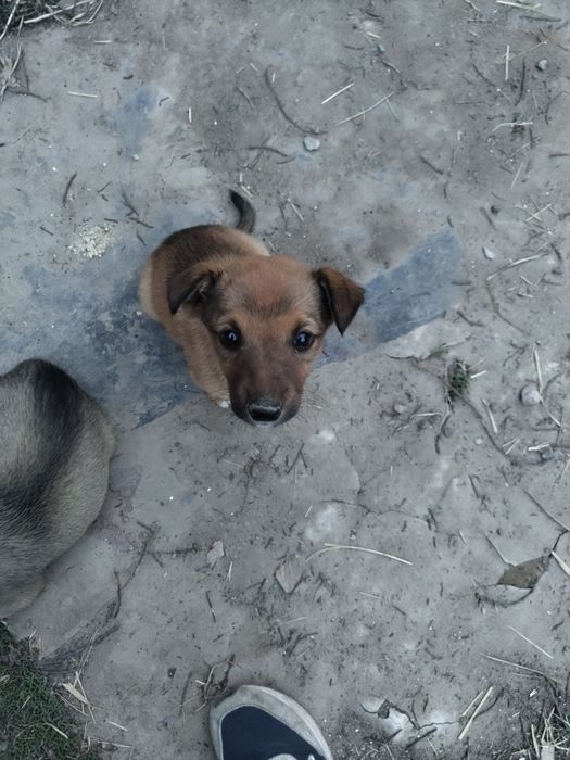 Отдам в добрые руки