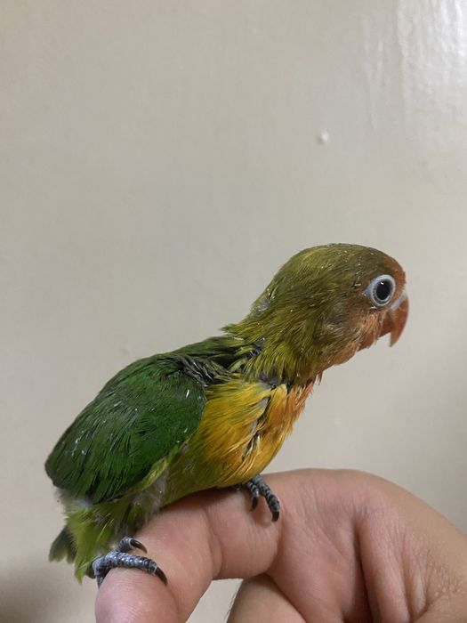 Ruchnoy popugay fisher sotiladi