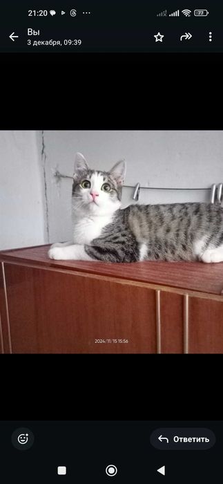 Отдам в добрые руки