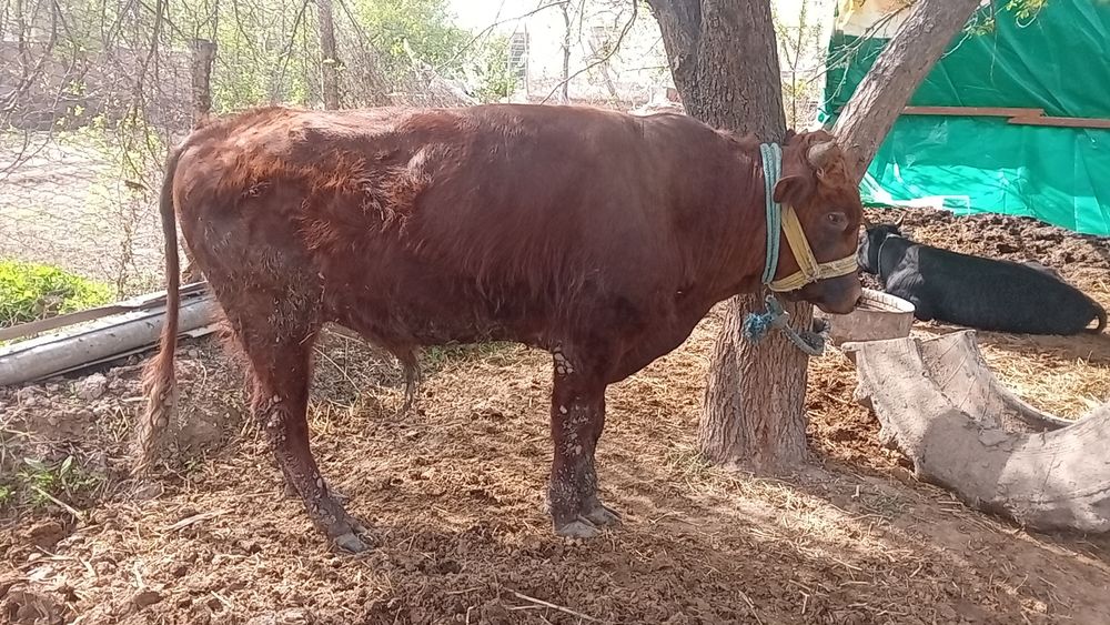 Хокиз сотилади тиш бузган