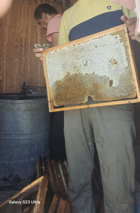 Toza tabiy asal tog' Paxta