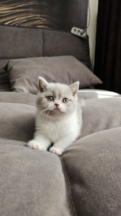 Британские котята