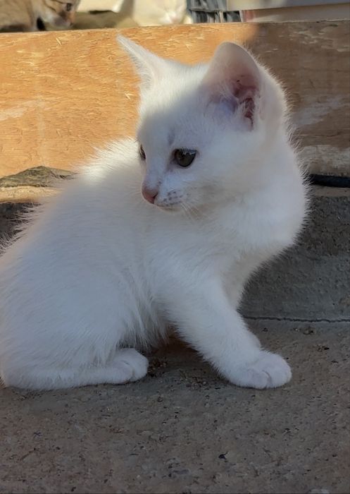 Милые девочки-котята, котенок в добрые руки! Доставим бесплатно