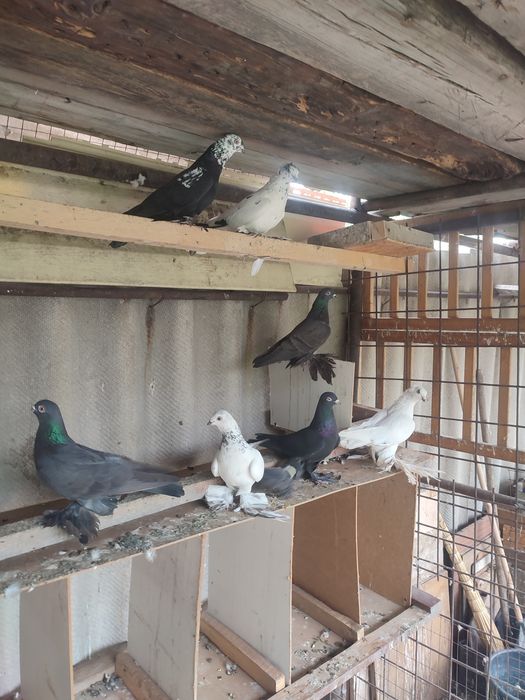 Продажа сочей и жуков  голуби