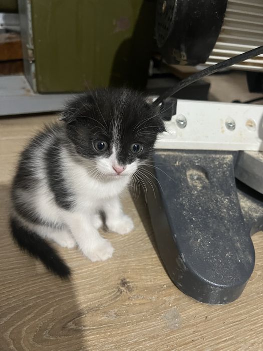 Отдам котят в хорошие , добрые руки