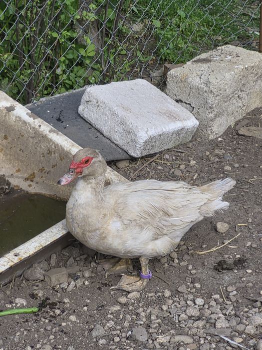 Ratoi si rațe lesesti