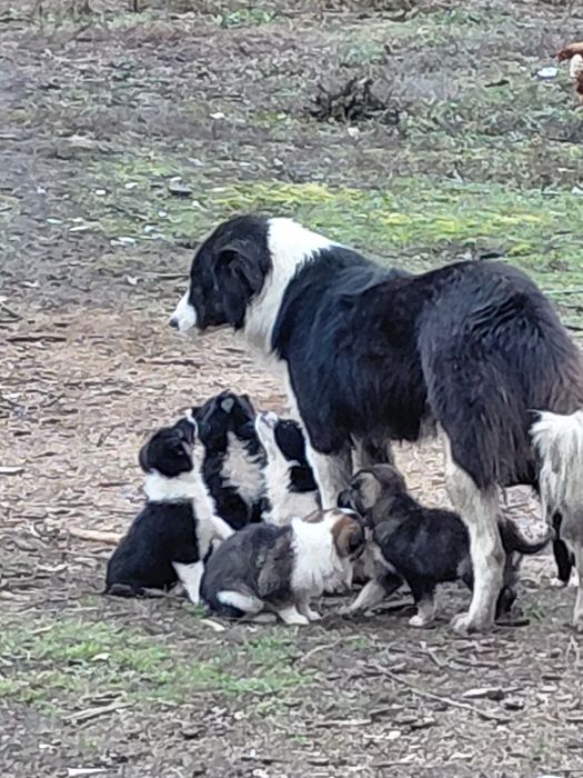 Donez catei maidanezi